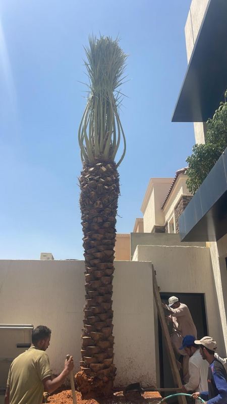 أماكن بيع نخيل وشتلات بالرياض – أجود الأنواع من نخيل السعودية بأسعار تنافسية